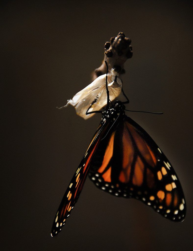 butterfly-1518060_1920