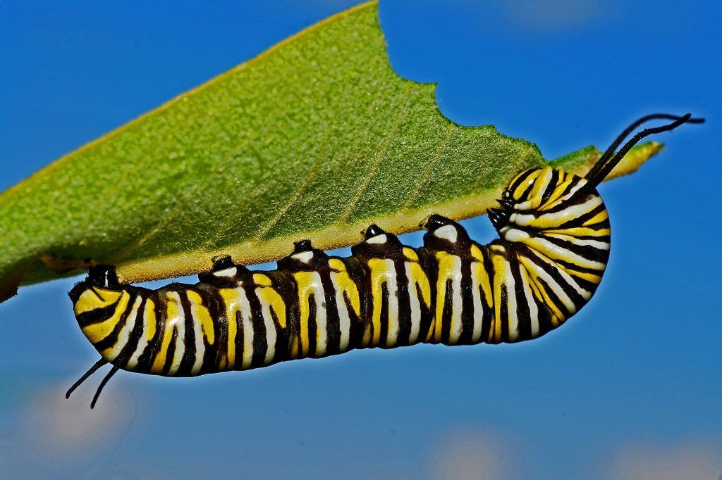 caterpillar-colorful-colourful-42232